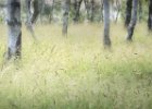 Erica Oram - Soft Grasses.jpg